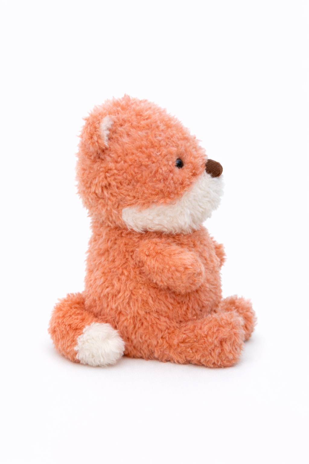 Little Curly Fox